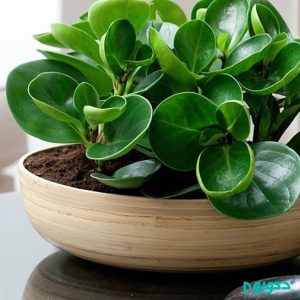 ماژول آبیاری گلدان خانه هوشمند زاگرس